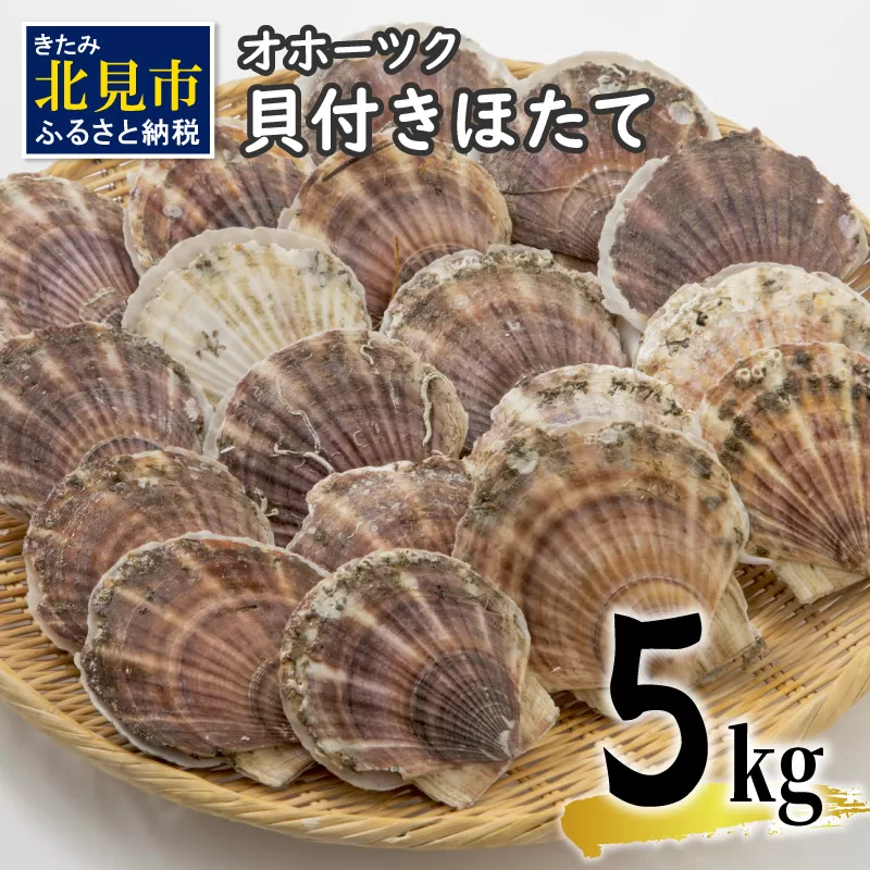 【予約：2024年3月下旬から順次発送】オホーツク貝付きほたて 5kg(30枚～50枚)( 海鮮 魚介 魚介類 貝 貝類 ホタテ ほたて 帆立 殻付き 貝柱 贈答 ギフト 贈り物 お中元 お祝い BBQ バーベキュー )【031-0011-2024】