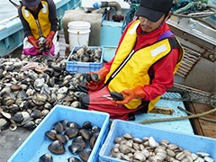 ホッキ貝漁獲量22年連続日本一