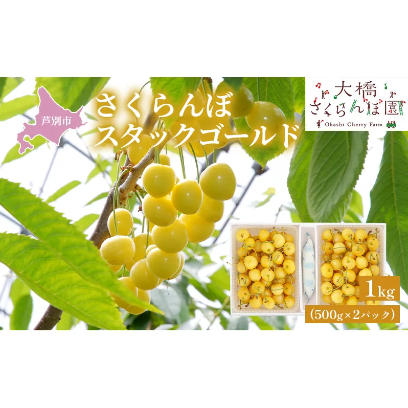 【先行受付】さくらんぼ スタックゴールド1kg（500g×2パック）サクランボ 黄 大橋 芦別 希少