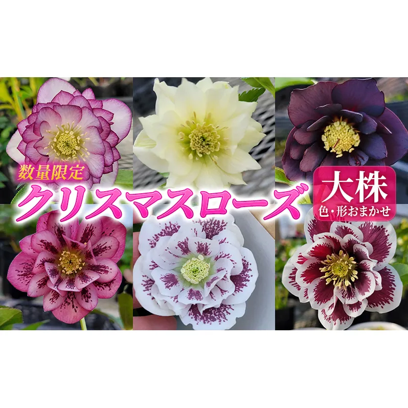 【数量限定】北海道芦別市 石黒花園 クリスマスローズ ダブル 大株 色・形おまかせ