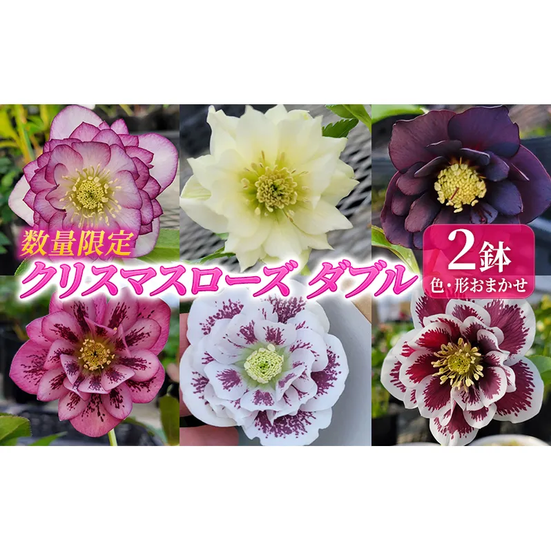 【数量限定】北海道芦別市 石黒花園 クリスマスローズ ダブル 2鉢 色・形おまかせ