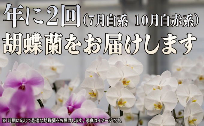 大輪胡蝶蘭の3本立ての年2回お届け（7月：白系、10月：白赤系）｜赤平