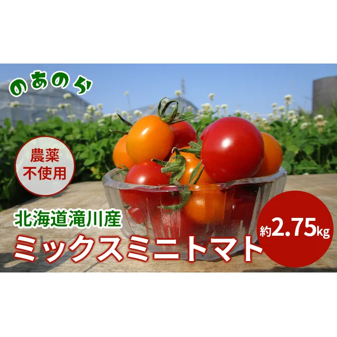 【栽培期間中 農薬不使用 】 北海道 滝川市 産 ミックス ミニトマト 約2.75kg トマト 野菜 やさい みにとまと