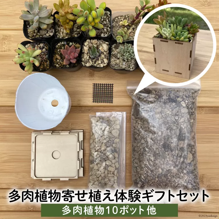 安心やすらぎ共和国 OASIS REPUBLIC -SUNAGAWA BASE- 片桐農園×空知単板工業 『多肉植物寄せ植え体験ギフトセット』 [オアリパ 北海道 砂川市 12260374]