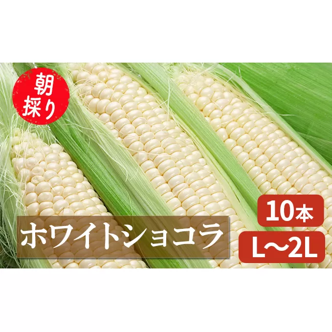 【2024年7月～発送】朝採り 白とうもろこし 「ホワイトショコラ」 L～2Lサイズ 10本入り 北海道 富良野市（岡本ファームズ ）とうもろこし とうきび コーン 野菜 新鮮 甘い ジューシー 贈り物 ギフト 道産 直送 ふらの