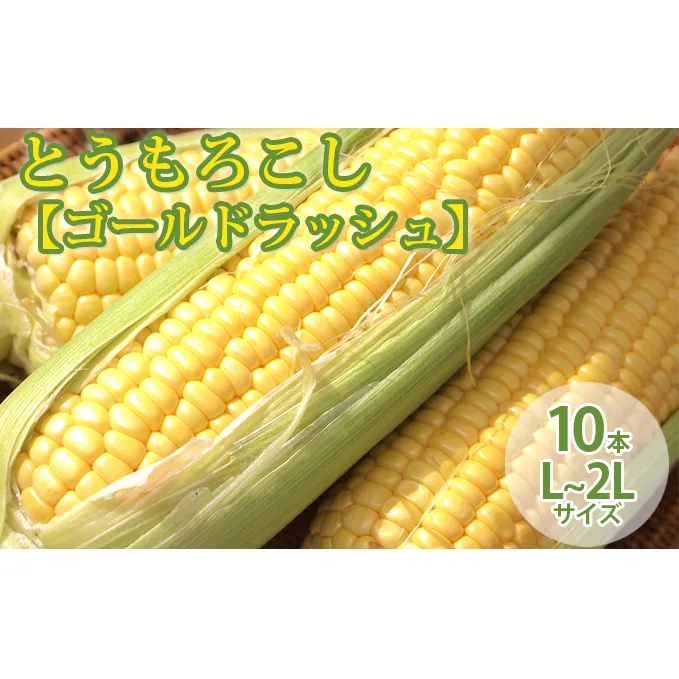 【2024年8月～発送】北海道 富良野産 とうもろこし ≪ゴールドラッシュ≫ L～2Lサイズ 10本 沖縄 離島不可 (鷲見農園) とうもろこし とうきび コーン 野菜 新鮮 甘い ジューシー 贈り物 ギフト 道産 直送 ふらの