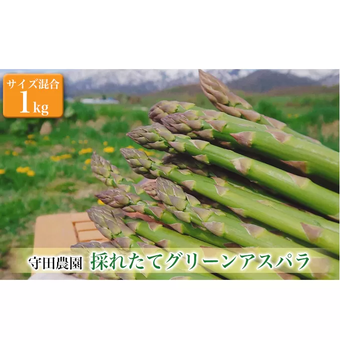 【2024年4月～発送】北海道 ふらの グリーン アスパラガス 約1kg サイズ混合 (守田農園) 野菜 新鮮 直送 朝採り アスパラガス 道産 北海道 ふらの 