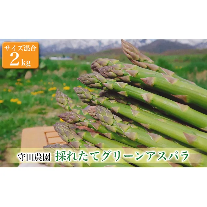 【2024年4月～発送】北海道 ふらの グリーン アスパラガス 約2kg サイズ混合 (守田農園) 野菜 新鮮 直送 朝採り アスパラガス 道産 北海道 ふらの 