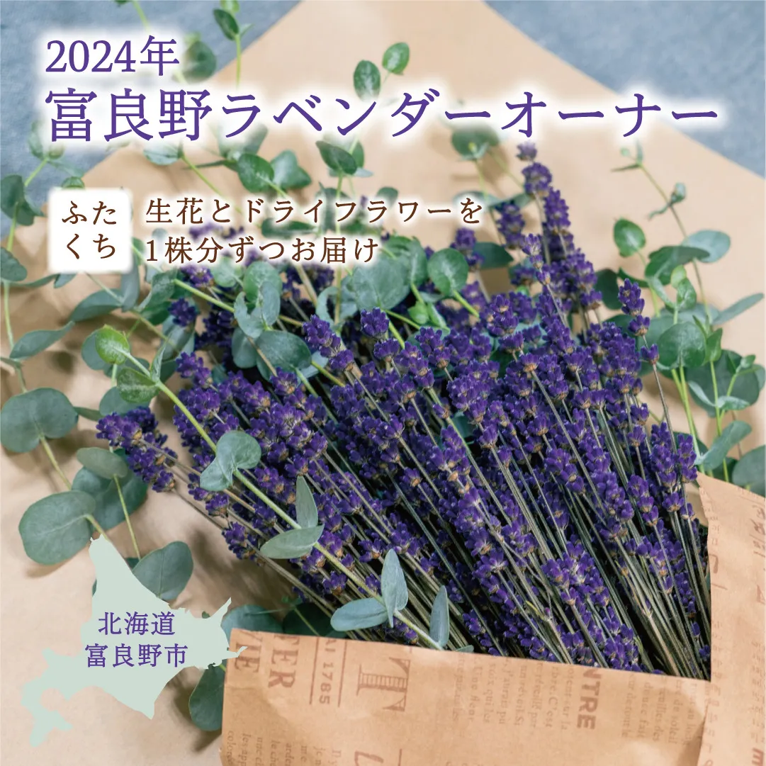 2024年 富良野市 ふらのワイン敷地内 ≪ラベンダー オーナー≫（二口）2株 生花＆ドライフラワー 2種でお届け