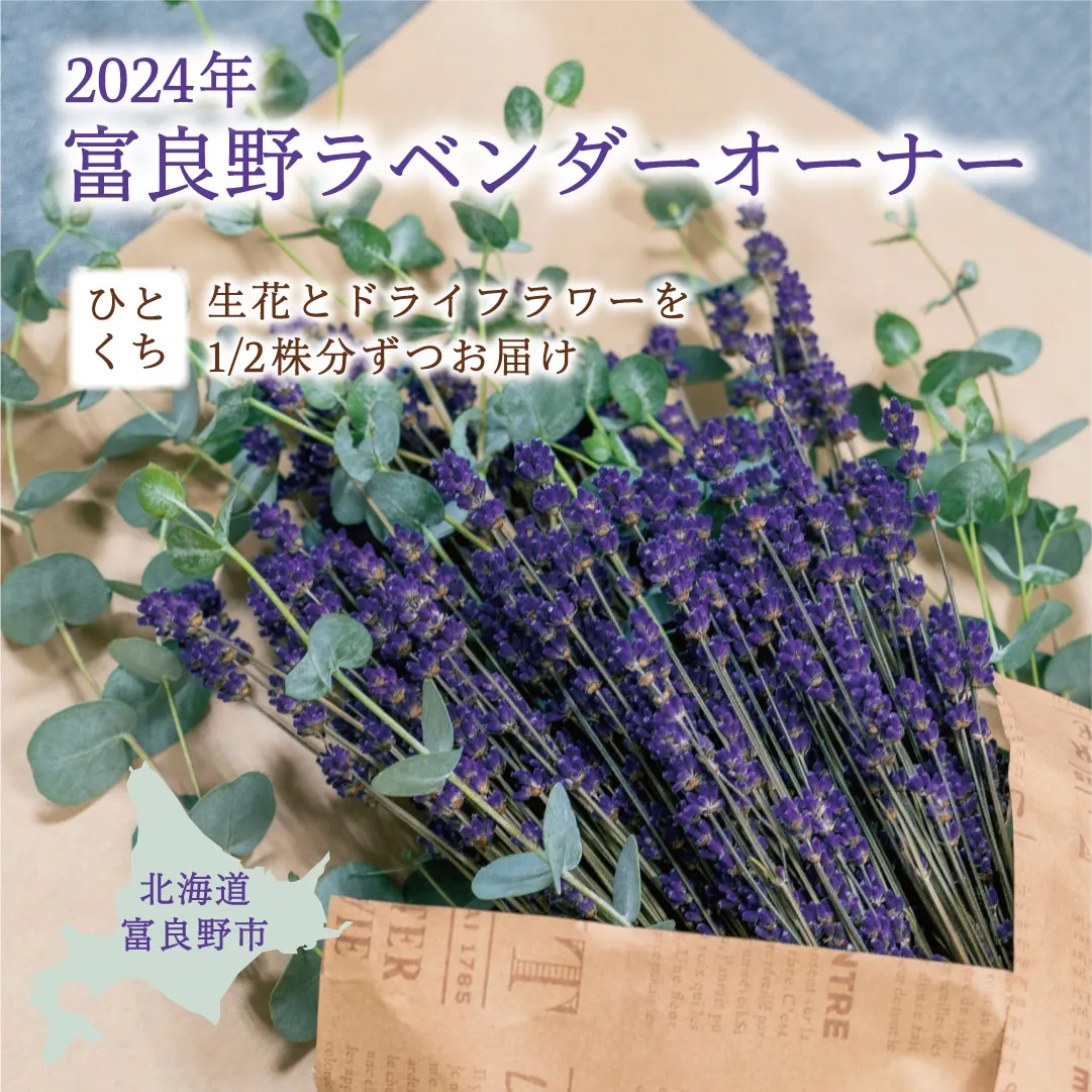 2024年 富良野市 ふらのワイン敷地内 ≪ラベンダー オーナー≫（一口）1株 生花＆ドライフラワー 2種でお届け 