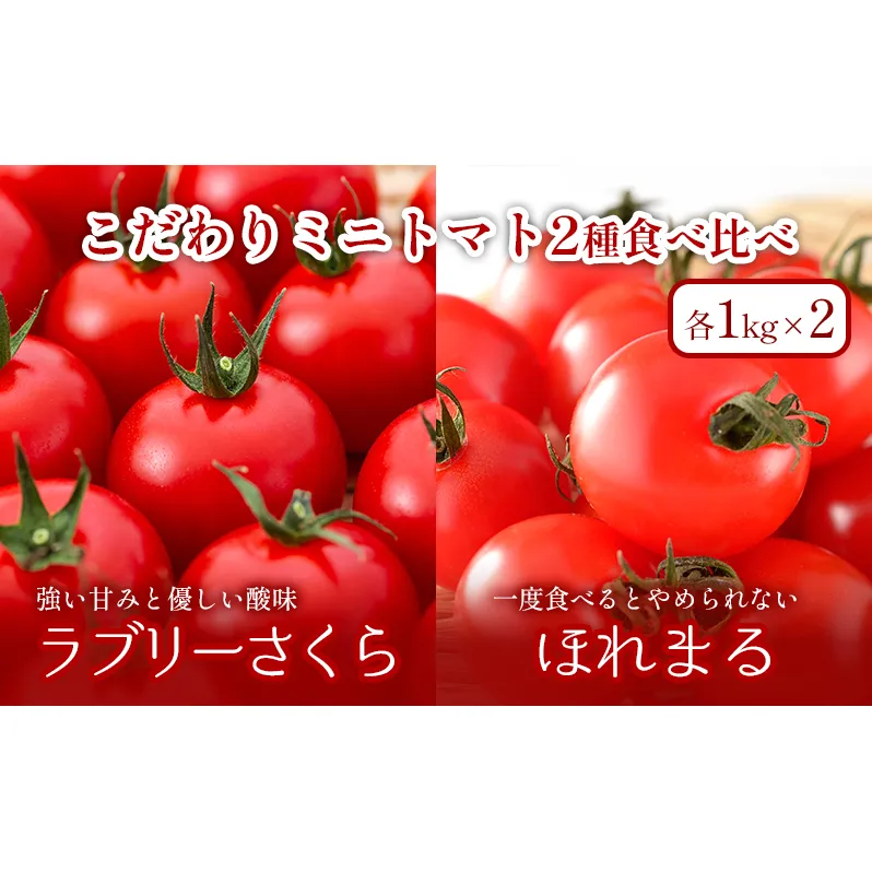 【2024年夏発送】ふらの ミニトマト 食べ比べ 各1kg×2種 計2kg（品種：ほれまる＆ラブリーさくら）北海道 富良野市 野菜 新鮮 直送 トマト 道産 ふらの 送料無料 数量限定 先着順