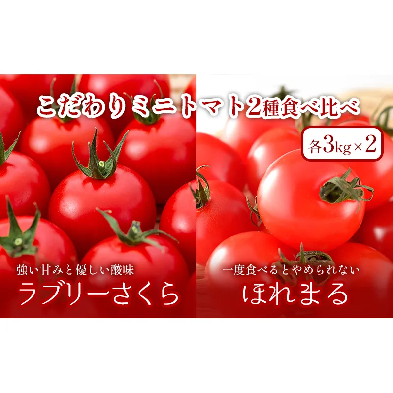 【大容量！2024年夏発送】ふらの ミニトマト 食べ比べ 各3kg×2種 計6kg（品種：ほれまる＆ラブリーさくら）北海道 富良野市 野菜 新鮮 直送 トマト 道産 ふらの 送料無料 数量限定 先着順