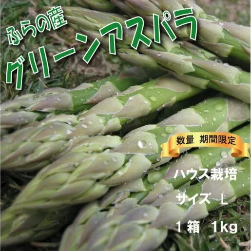 2025年春発送 ふらの産 グリーンアスパラ1kg［Lサイズ］ハウス栽培 富良野 北海道 野菜 アスパラ 朝採り アスパラガス