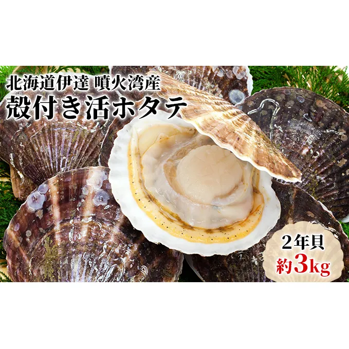 北海道伊達市有珠産活ホタテ2年貝約3kg