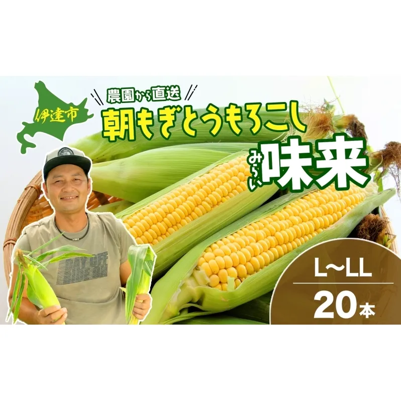  北海道産 とうもろこし 味来 L～LLサイズ 20本入り トウモロコシ みらい ミライ とうきび スイート イエロー コーン 旬 新鮮 朝もぎ 農作物 甘い お取り寄せ 産地直送 takke farm 送料無料 北海道 