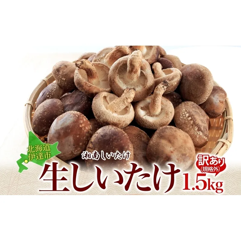 訳あり 湘南しいたけ 生 しいたけ 1.5kg 規格外 訳アリ しいたけ シイタケ 椎茸 きのこ キノコ ヘルシー 栄養 肉厚 ジューシー フレッシュ 国産 産地直送 アレンジ BBQ バーベキュー 北海道 伊達市【農福連携】