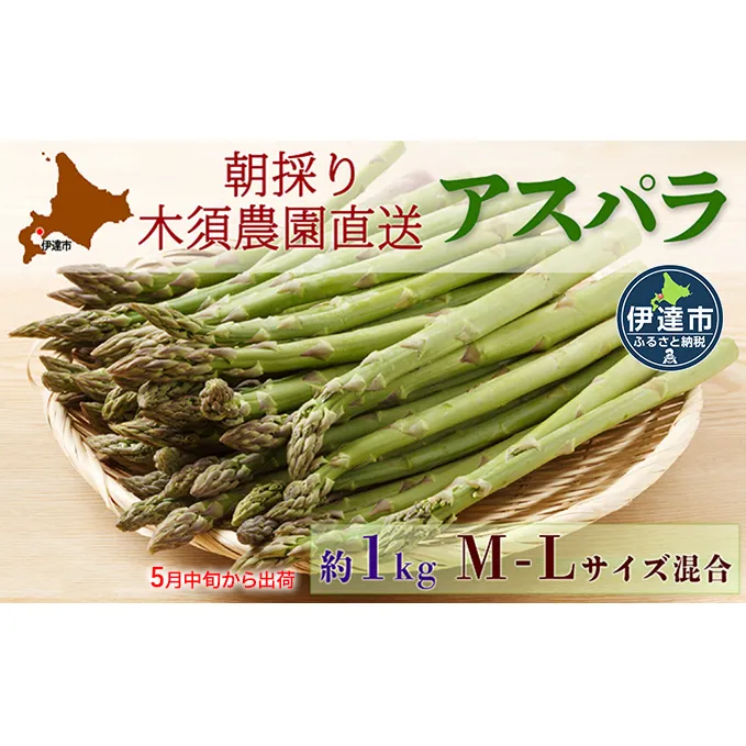 【 2025年 発送 】 先行予約 生産者 直送 グリーン アスパラ 約 1kg M-L サイズ 新鮮 朝採り 野菜 あすぱら 木須農園 北海道 伊達市