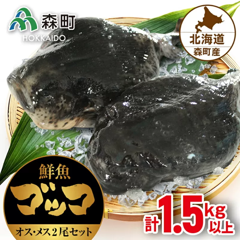 北海道森町産鮮魚「ゴッコ（布袋魚）」オスメス 2尾セット （23年1月中旬以降出荷） 森町 ゴッコ 布袋魚 ごっこ 魚 ホテイウオ 海産物 魚介類 汁物 鍋 ふるさと納税 北海道 mr1-0003