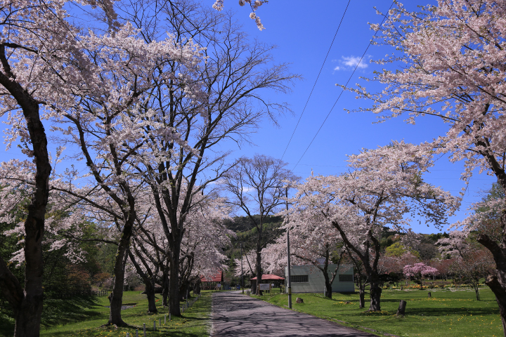 長万部公園　桜まつり