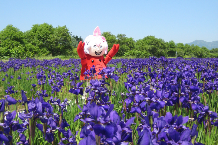 あやめ公園