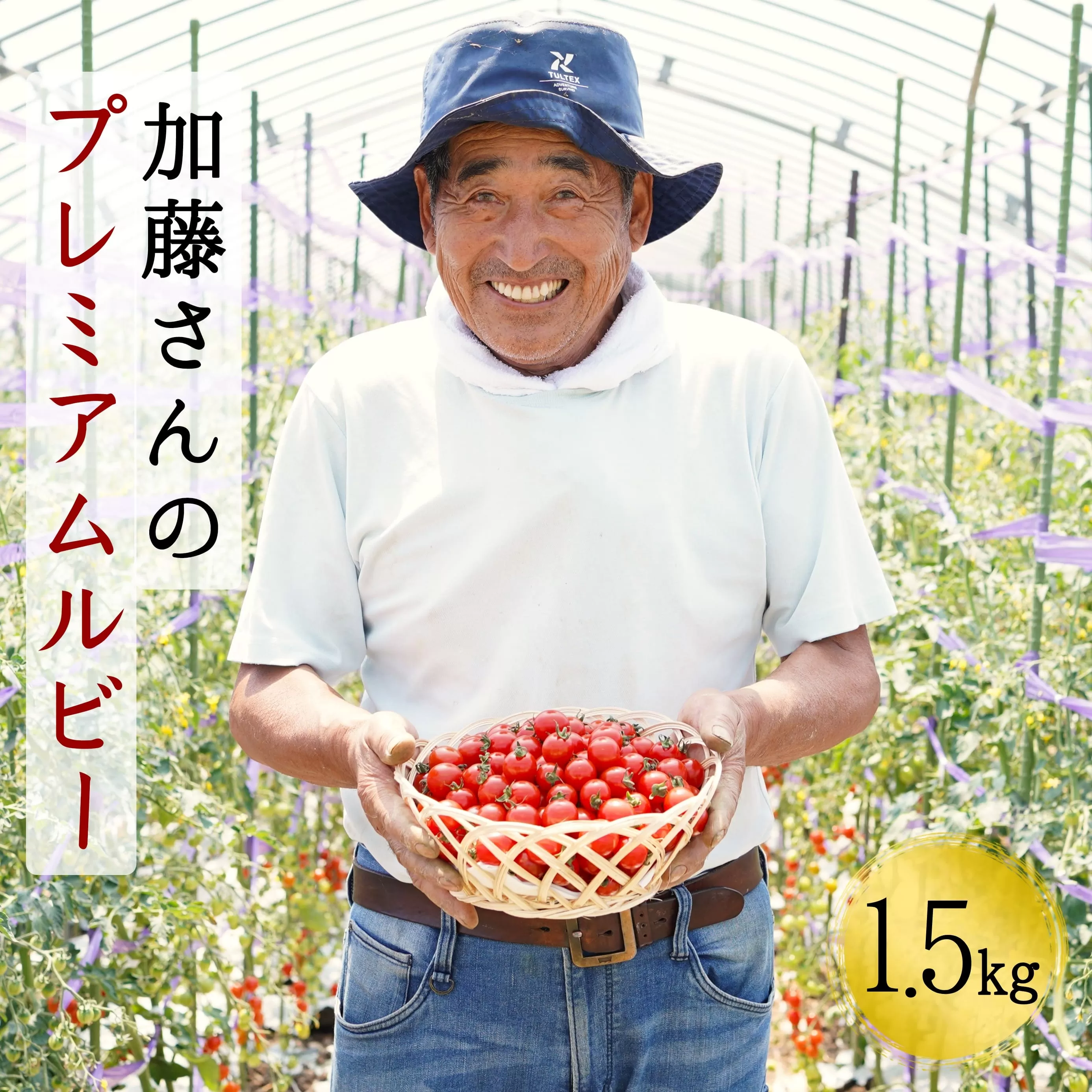 【2025年7月から順次発送】加藤さんのプレミアムルビー　1.5kg　北海道産高糖度フルーツミニトマト　せたな町ふるさと納税