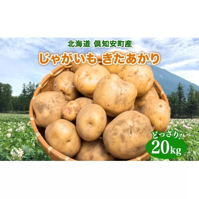 北海道産 じゃがいも きたあかり 約20kg 芋 ジャガイモ いも 自然 旬 新鮮 野菜 直送 常温 農作物 お取り寄せ 野菜 ポテト 農作物 お取り寄せ 送料無料 縁樹 北海道 倶知安町