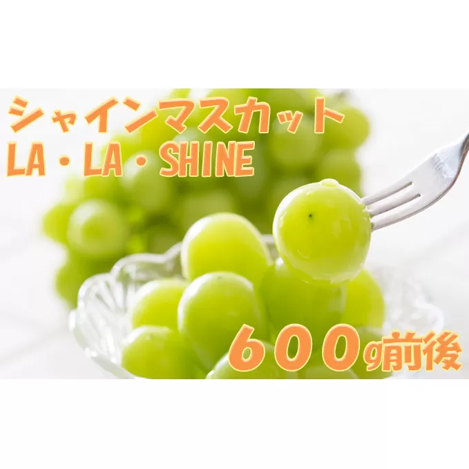 JA新おたる　シャインマスカット『LA・LA・SHINE（ラ・ラ・シャイン）』 1房 600g前後