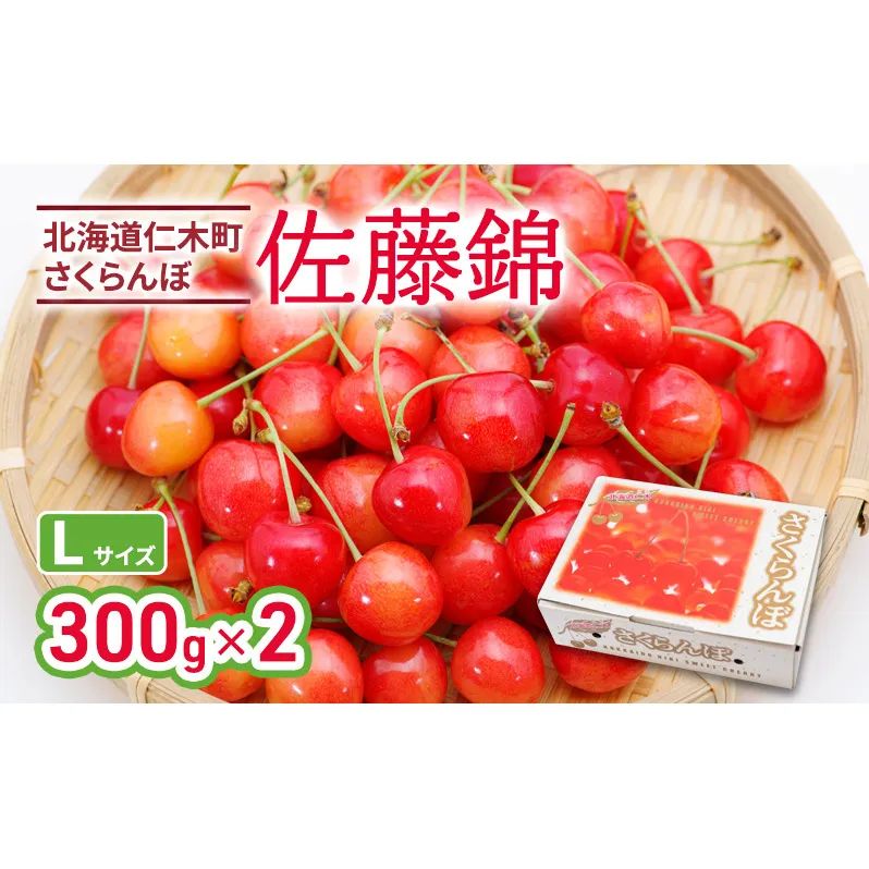 北海道 仁木町産 さくらんぼ 佐藤錦 300g×2P Lサイズ  サクランボ 果物 フルーツ チェリー 