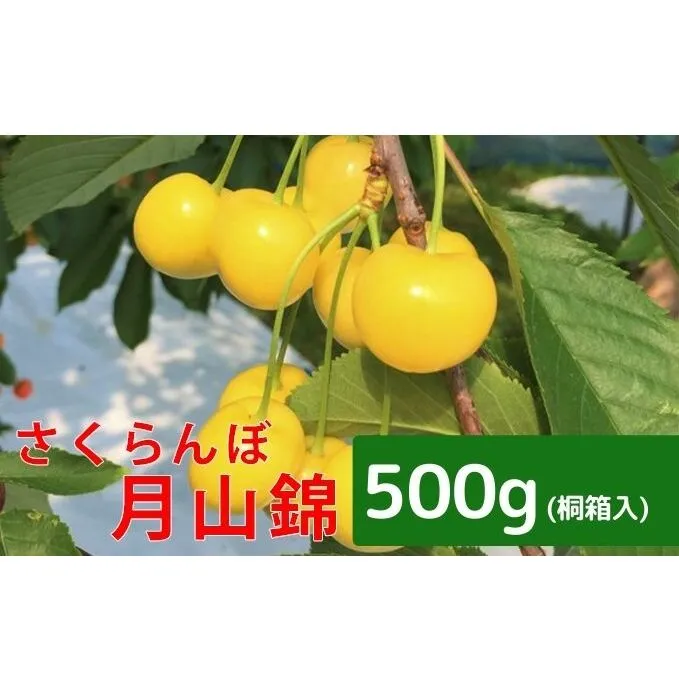 峠のふもと紅果園 北海道 仁木町産 さくらんぼ【 月山錦 】一段並べ 桐箱入り 500g