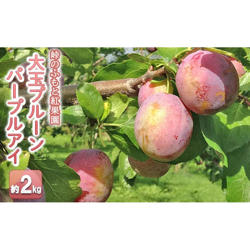 峠のふもと紅果園の大玉プルーン約2kg【パープルアイ】