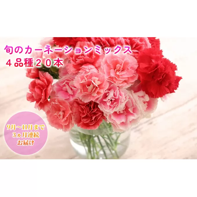 ＜2024年9月～11月まで3ヶ月連続お届け＞北海道 カーネーション ミックス 4品種 20本以上 花 花束 切花 ブーケ 旬 季節 生花 フラワー アレンジメント