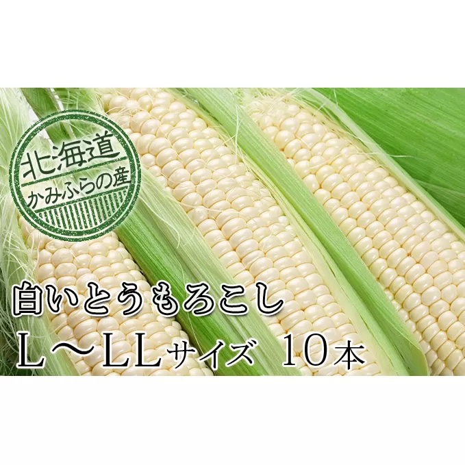 朝採り【白いとうもろこし】L-LL 10本セット≪北海道上富良野町産≫