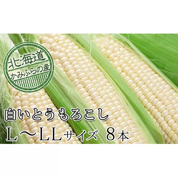 朝採り【白いとうもろこし】L-LL 8本セット≪北海道上富良野町産≫