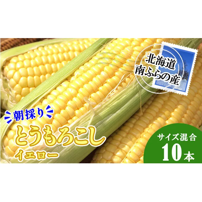 南ふらの産 朝採り とうもろこし (イエロー)【サイズ混合】10本 北海道 南富良野町 トウモロコシ とうきび トウキビ 2025年発送 先行予約