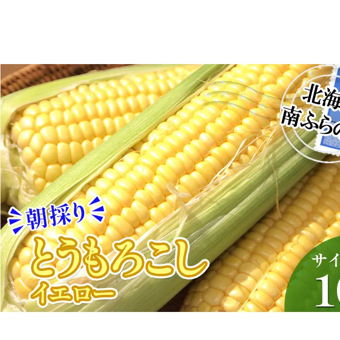 南ふらの産 朝採り とうもろこし (イエロー)【サイズ混合】10本 北海道 南富良野町 トウモロコシ とうきび トウキビ 2025年発送 先行予約