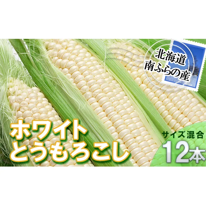 とうもろこし 北海道 朝採り トウモロコシ ホワイト 12本 サイズ混合 南ふらの産 ホワイトコーン 産地直送 旬 野菜 旬の野菜 コーン とうきび トウキビ 夏野菜 夏 2024年発送