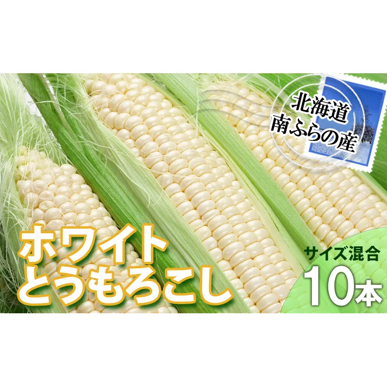 とうもろこし 北海道 朝採り トウモロコシ ホワイト 10本 サイズ混合 南ふらの産 ホワイトコーン 産地直送 旬 野菜 旬の野菜 コーン とうきび トウキビ 夏野菜 夏 2025年発送