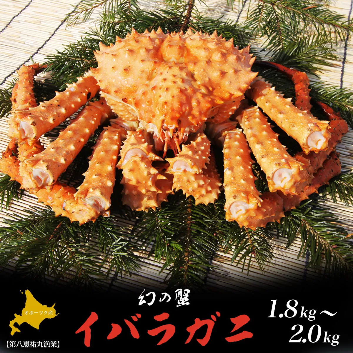 オホーツク産 幻の蟹 イバラガニ 1.8〜2.0kg SRMN011