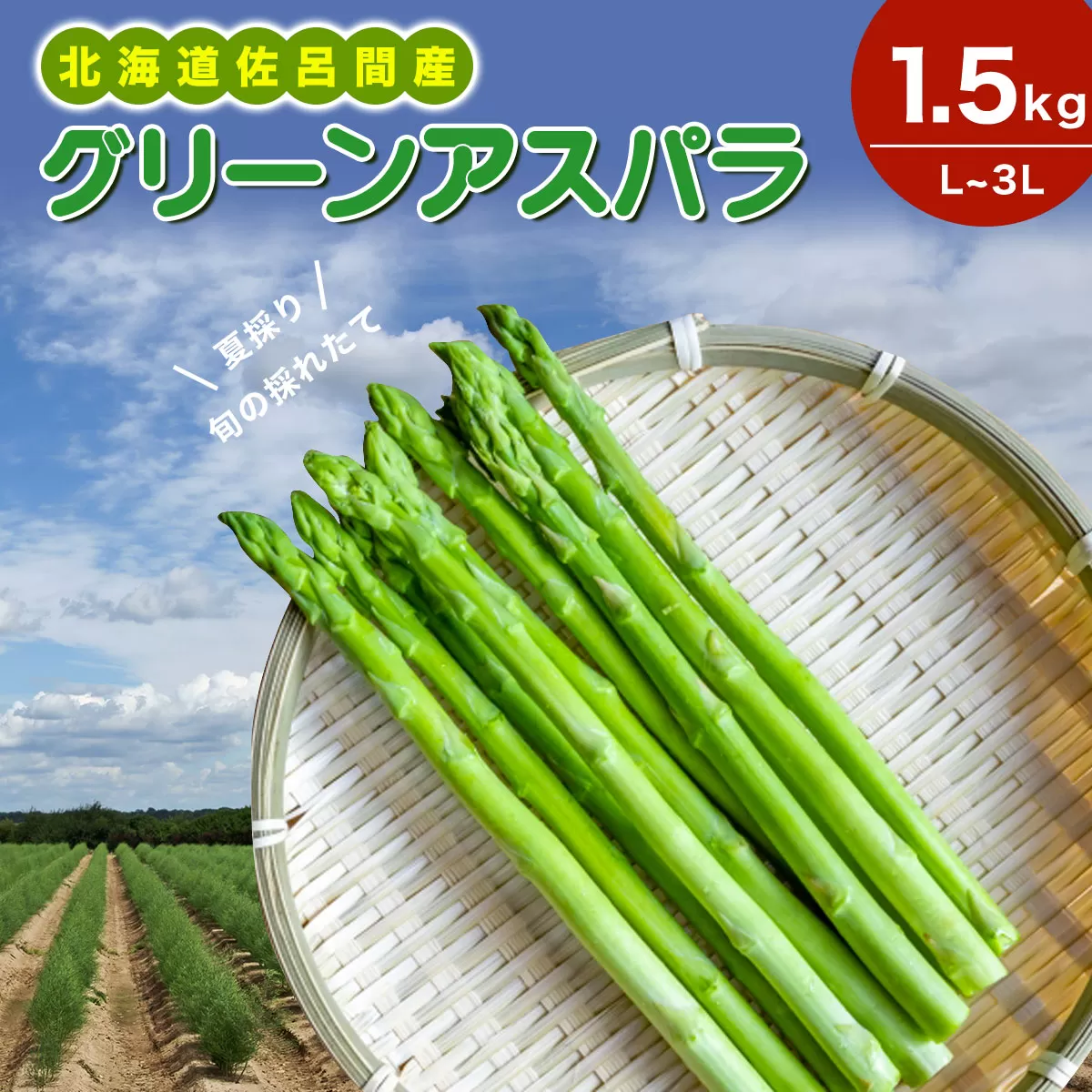 【夏採り】 グリーンアスパラ 1.5kg（L〜3L）旬の採れたて 北海道 佐呂間産 （2024年7月出荷開始先行予約） SRMM005