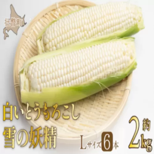 ＜2025年9月上旬よりお届け＞【朝採り】北海道壮瞥産 白いとうもろこし「雪の妖精」Lサイズ6本(約2kg) SBTQ005