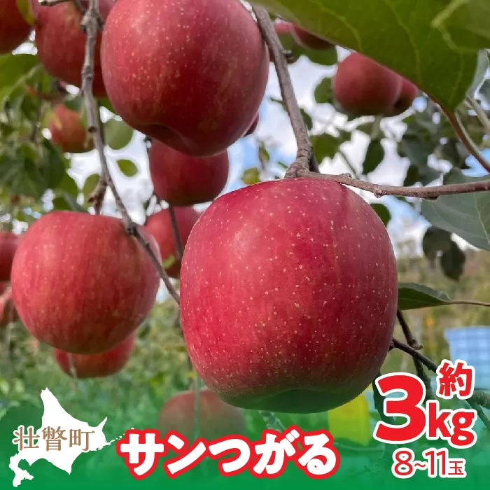 ＜2024年9月下旬〜10月中旬頃までのお届け＞ 北海道壮瞥町 りんご 品種名「サンつがる」8〜11玉約3kg SBTF001