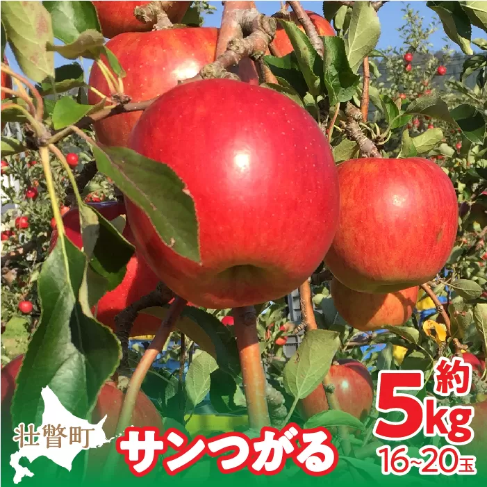 ＜2024年9月下旬〜10月中旬頃までのお届け＞北海道壮瞥町　りんご　品種名「サンつがる」16〜20玉約5kg SBTF010