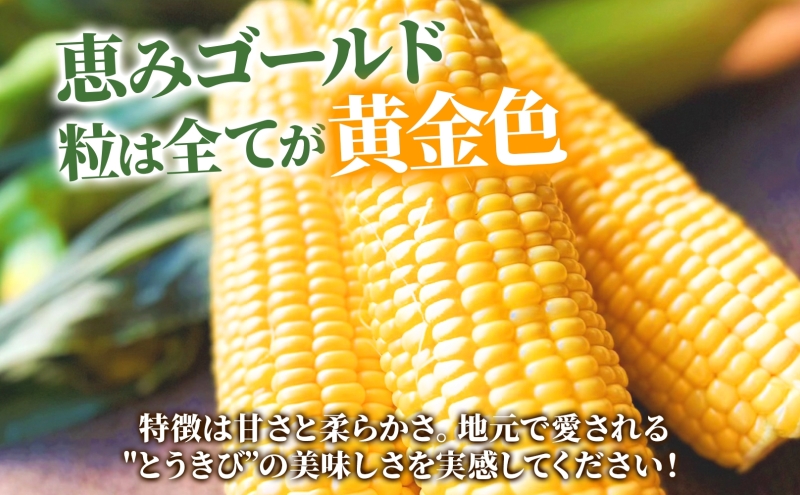 北海道産 とうもろこし 恵味 ゴールド 2L 18本 8月中旬～9月末頃お届け 朝採り めぐみ トウモロコシ コーン スイートコーン 甘い 新鮮  先行受付 夏 野菜 産地直送 送料無料 塩田農園 北海道 洞爺湖町｜洞爺湖町｜北海道｜返礼品をさがす｜まいふる by AEON CARD