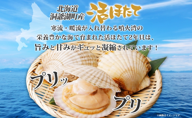 北海道産 活ほたて 2年貝 約 2kg 15枚～22枚 2025年1月中旬～2月上旬頃お届け 殻付き 貝付き 帆立 ホタテ ほたて 貝 魚介 海産  海鮮 貝柱 噴火湾 刺身 焼き フライ 生産者支援 産地直送 送料無料｜洞爺湖町｜北海道｜返礼品をさがす｜まいふる by AEON CARD