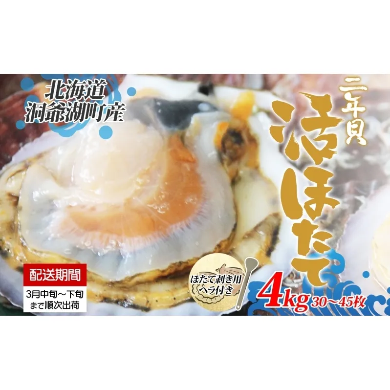 北海道産 活ほたて 2年貝 約 4kg 30枚～45枚 2025年3月中旬～3月下旬頃お届け 殻付き 貝付き 帆立 ホタテ ほたて 貝 魚介 海産 海鮮 貝柱 噴火湾 刺身 焼き フライ 生産者支援 産地直送 送料無料