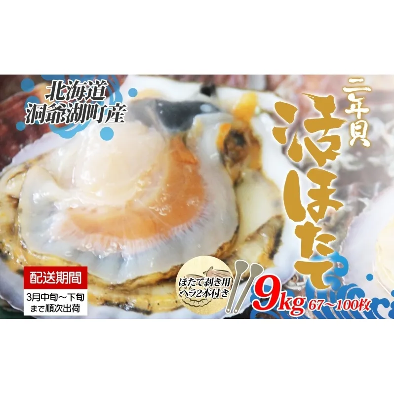 北海道産 活ほたて 2年貝 約 9kg 67枚～100枚 2025年3月中旬～3月下旬頃お届け 殻付き 貝付き 帆立 ホタテ ほたて 貝 魚介 海産 海鮮 貝柱 噴火湾 刺身 焼き フライ 生産者支援 産地直送 送料無料