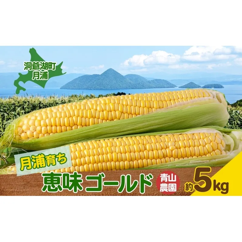 北海道 月浦 めぐみ ゴールド 5kg  先行受付 8月下旬～9月中旬頃にお届け とうもろこしトウモロコシ とうきび 恵味 スイート コーン 旬 野菜 甘い 大粒 人気 朝採り 産地直送 青山農園 送料無料 洞爺湖