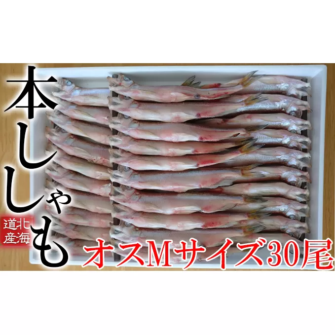 北海道産 ししゃも【オス】M30尾 魚介類 ししゃも 魚 海鮮 海の幸 北海道 本ししゃも Mサイズ オス