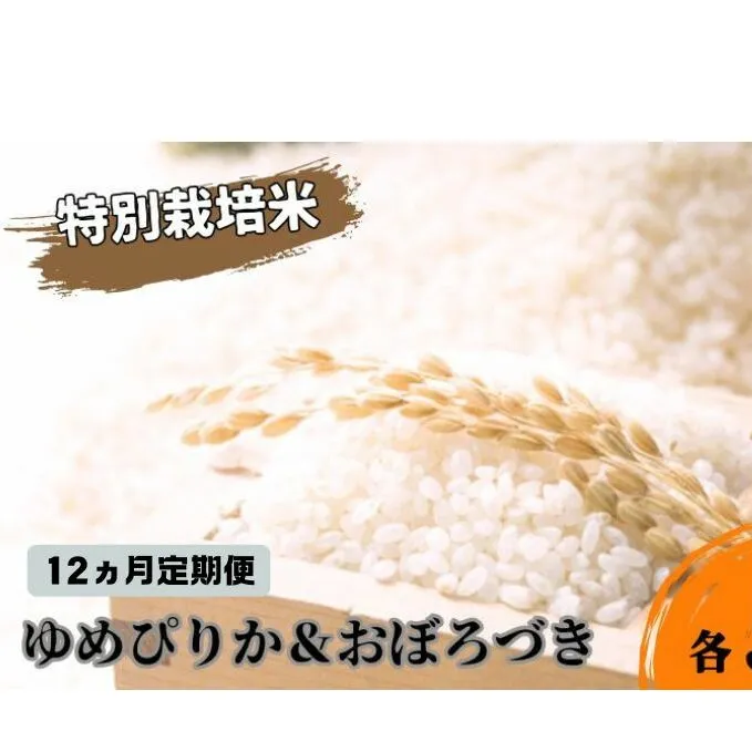 ◆12ヵ月連続お届け お米の定期便◆北海道日高【田中農園】R6年産 ゆめぴりか＆おぼろづき 各5kg 食べ比べ セット 特別栽培米