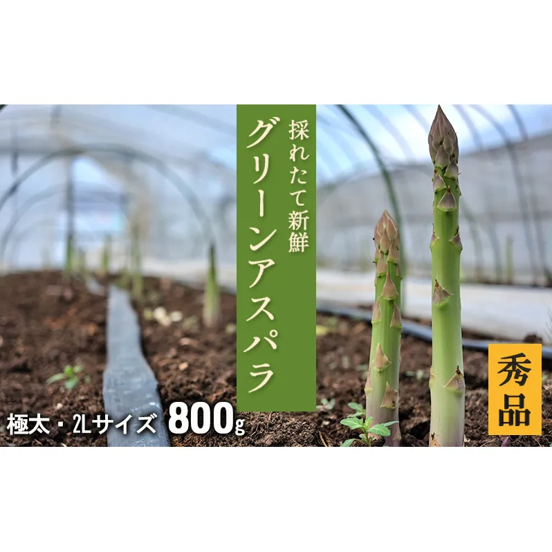 2L【秀品】800gグリーンアスパラ＜北海道日高門別産＞ アスパラガス アスパラ 春野菜 春 朝採り 朝採れ 新鮮 農協 JA 直送 野菜